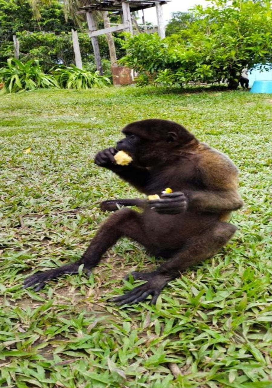 Hotel Yurupary Amazonas レティシア エクステリア 写真