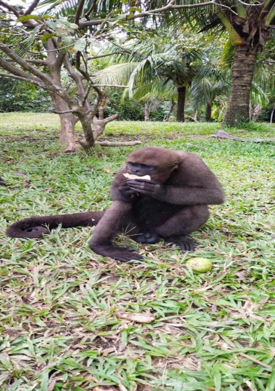 Hotel Yurupary Amazonas レティシア エクステリア 写真